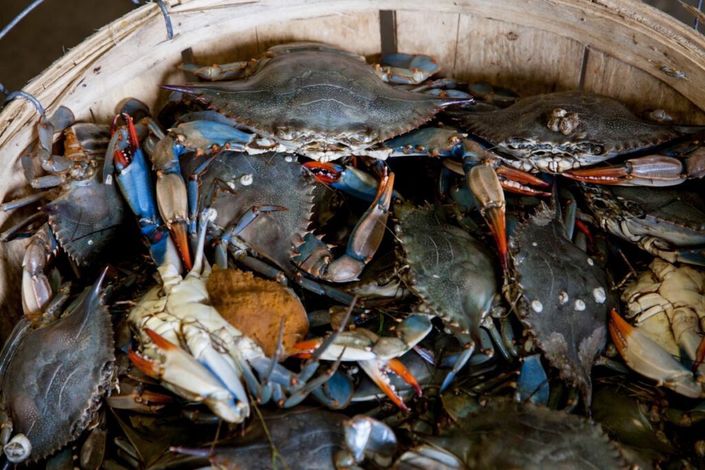 Fresh Seafood Boils & Steamed Crabs