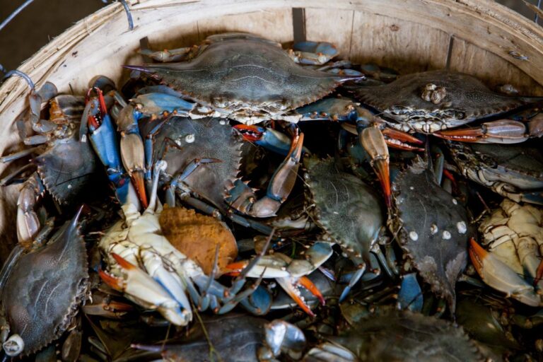 Fresh Seafood Boils & Steamed Crabs