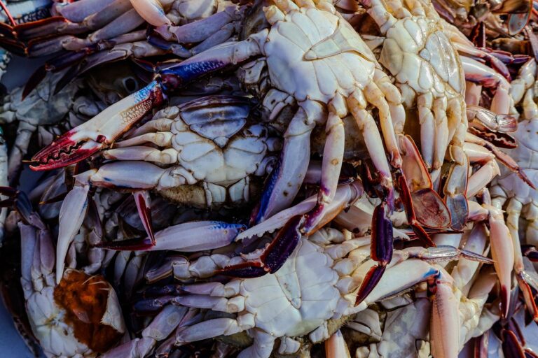 Steamed crabs done right