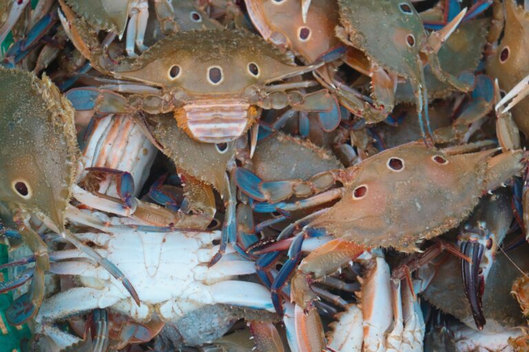 Steamed Crabs — Crackin Crab